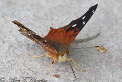 Hypanartia kefersteini