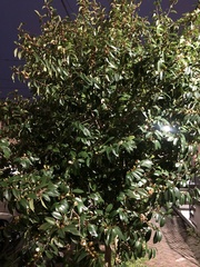 Magnolia figo