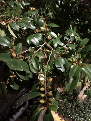 Magnolia figo