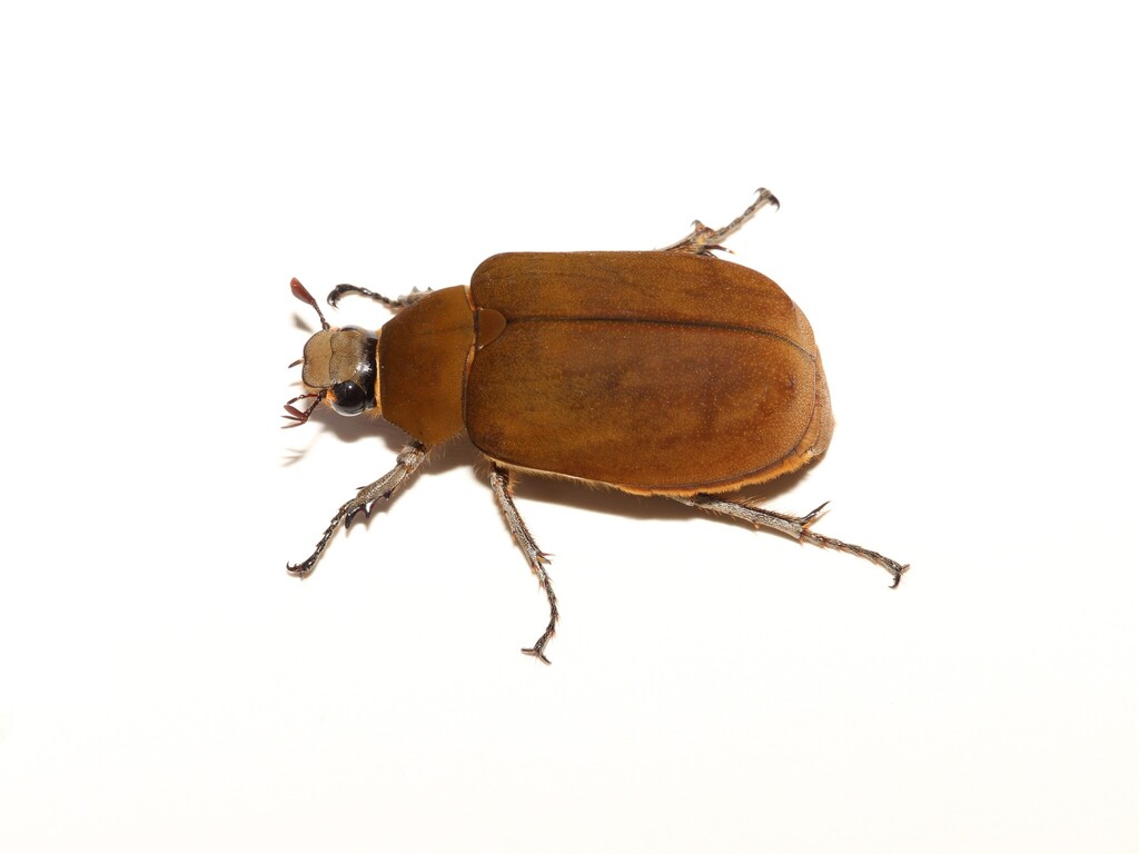 Lepidiota