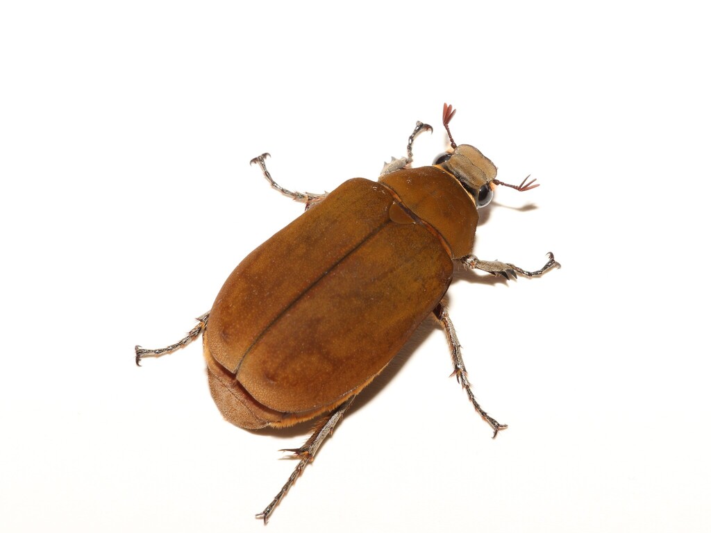 Lepidiota tridens