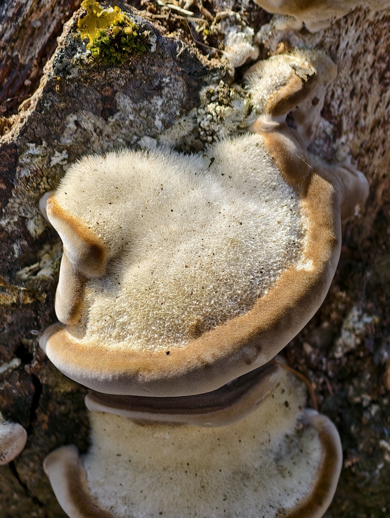 Trametes hirsuta · March 2026 · photo: © falcontierra (iNaturalist, cc0)