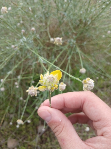 Avistamiento Genista umbellata