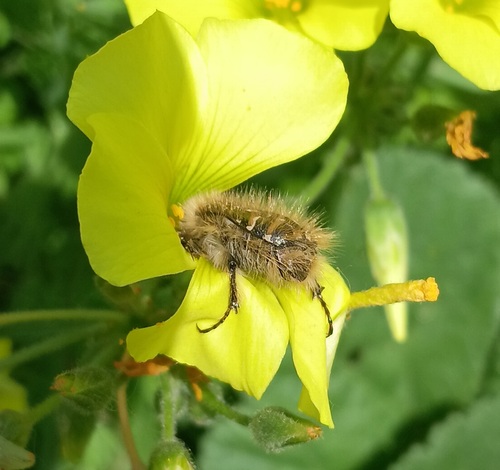 Tropinota squalida pilosa