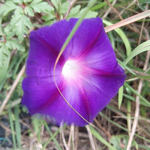 common morning-glory