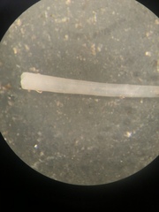Graptacme eborea