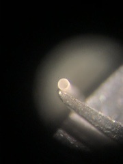 Graptacme eborea