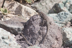 Liolaemus nigroviridis