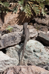 Liolaemus nigroviridis