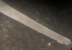 Graptacme eborea