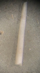 Graptacme eborea