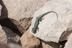 Liolaemus nigroviridis