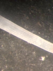Graptacme eborea