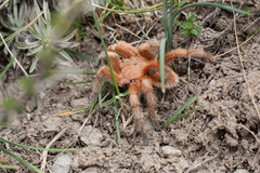 Grammostola rosea