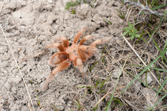 Grammostola rosea