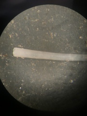 Graptacme eborea