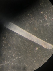 Graptacme eborea