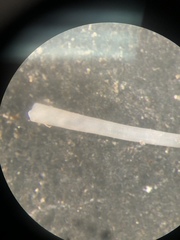 Graptacme eborea