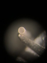 Graptacme eborea