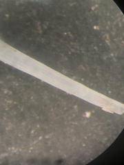 Graptacme eborea