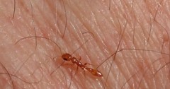 Pseudomyrmex seminole