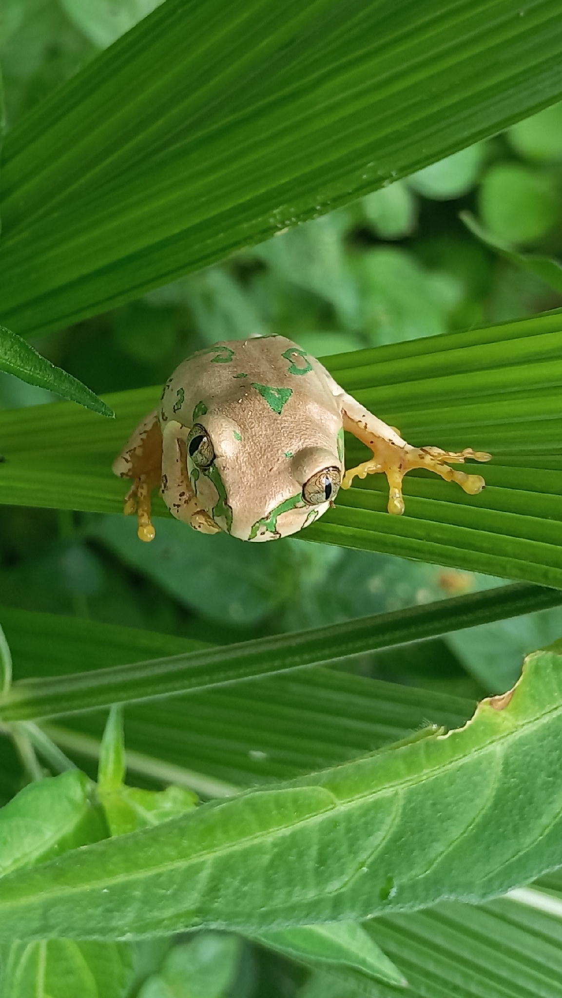 Leptopelis natalensis (Smith, 1849)