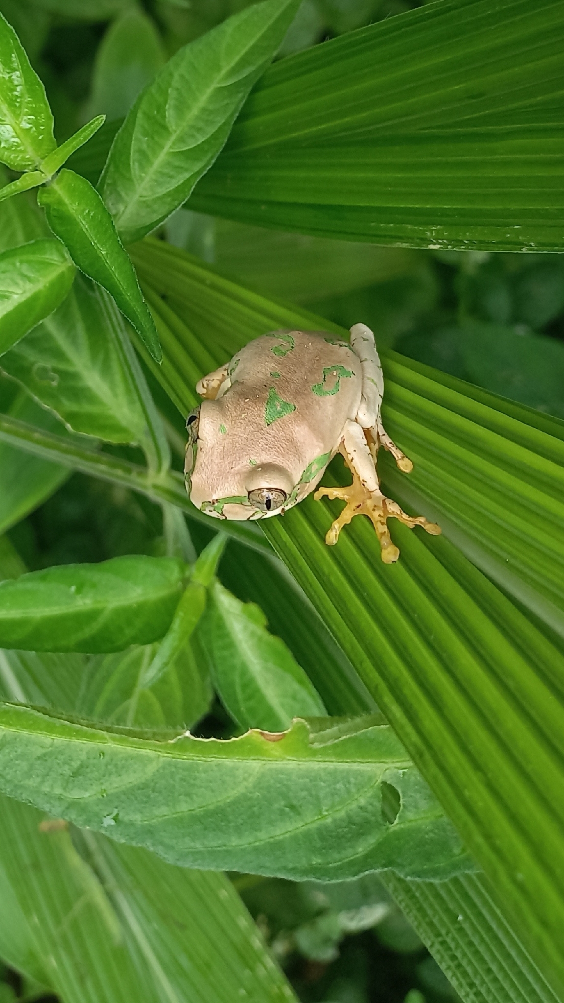 Leptopelis natalensis (Smith, 1849)