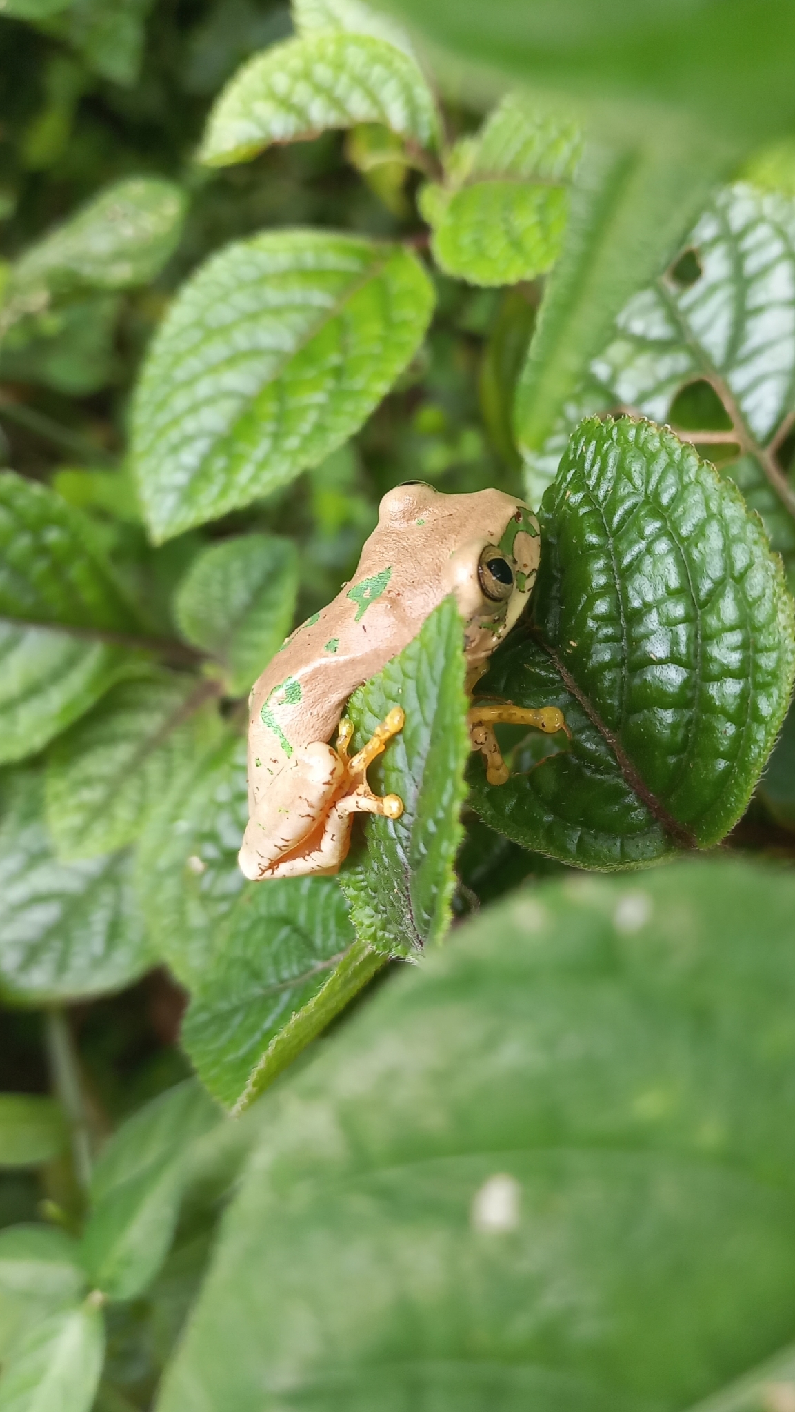 Leptopelis natalensis (Smith, 1849)