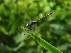 Micrathyria hypodidyma