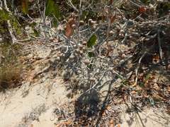 Manilkara jaimiqui emarginata