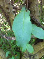 Zanthoxylum schreberi