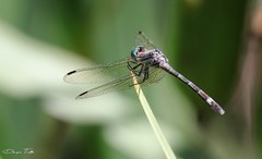 Micrathyria hypodidyma