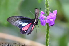 Parides neophilus