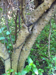Zanthoxylum schreberi