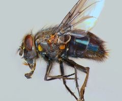 Calliphora quadrimaculata