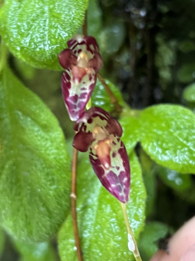 Pleurothallis restrepioides