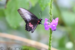 Parides neophilus