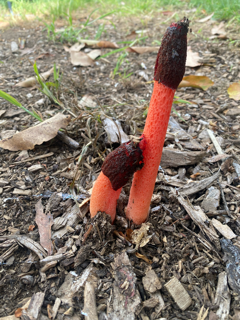Satyrus rubicundus · March 2026 · photo: © corey_obrien (iNaturalist, cc-by)