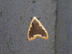 Diduga taiwana