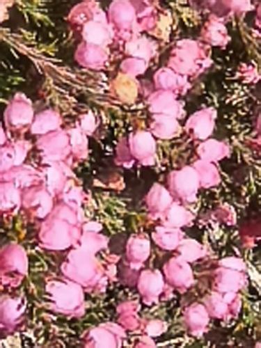 Erica gracilis (Erica gracilis)
