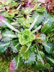 Saxifraga spathularis