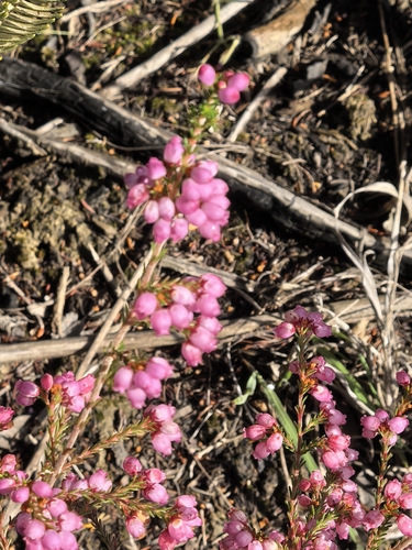 Erica gracilis, photograph 2