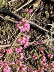 Erica gracilis, photograph author not stated, no rights reserved