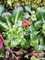 Saxifraga spathularis