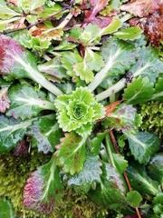 Saxifraga spathularis