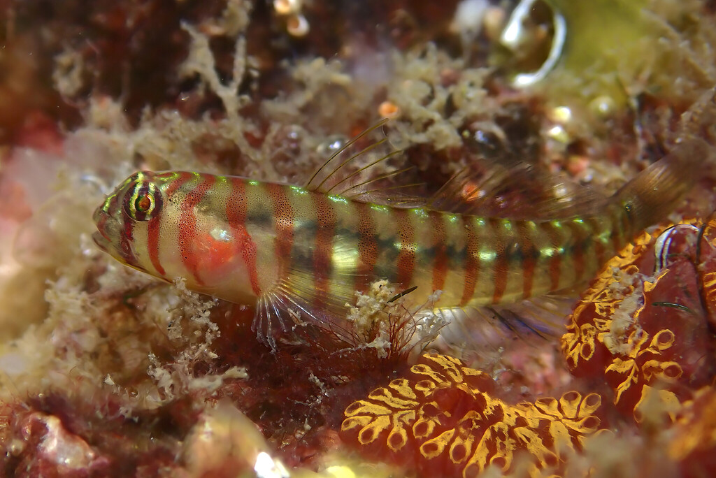 Zebrette Goby