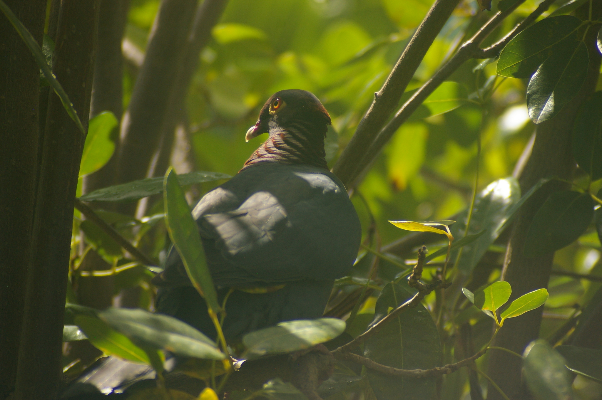 Scaly-naped Pigeon (Patagioenas squamosa), photo 8