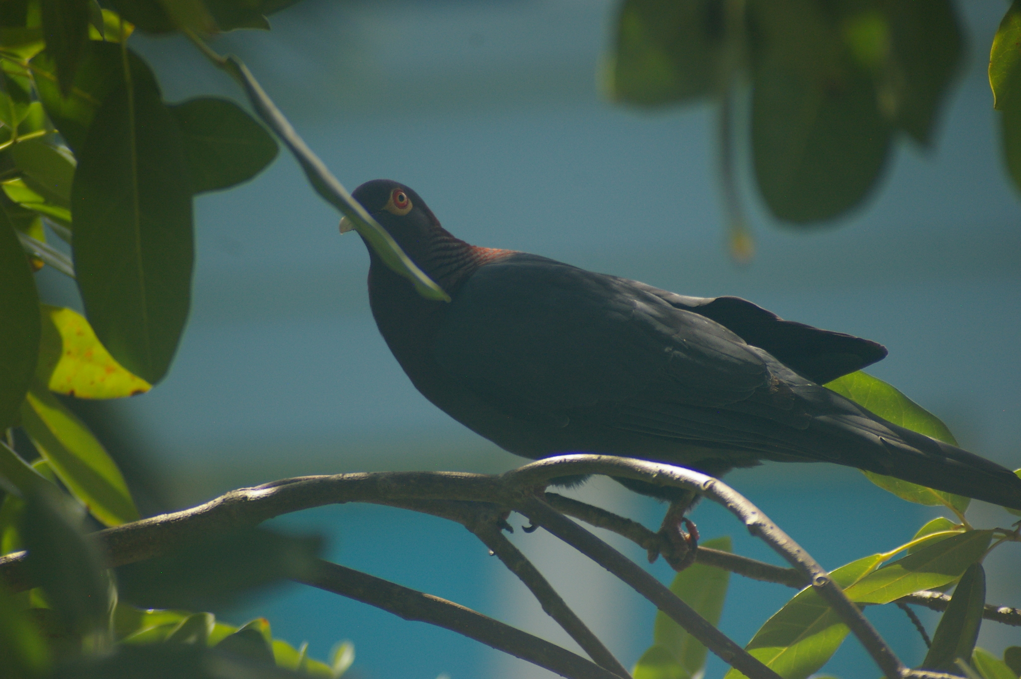 Scaly-naped Pigeon (Patagioenas squamosa), photo 9