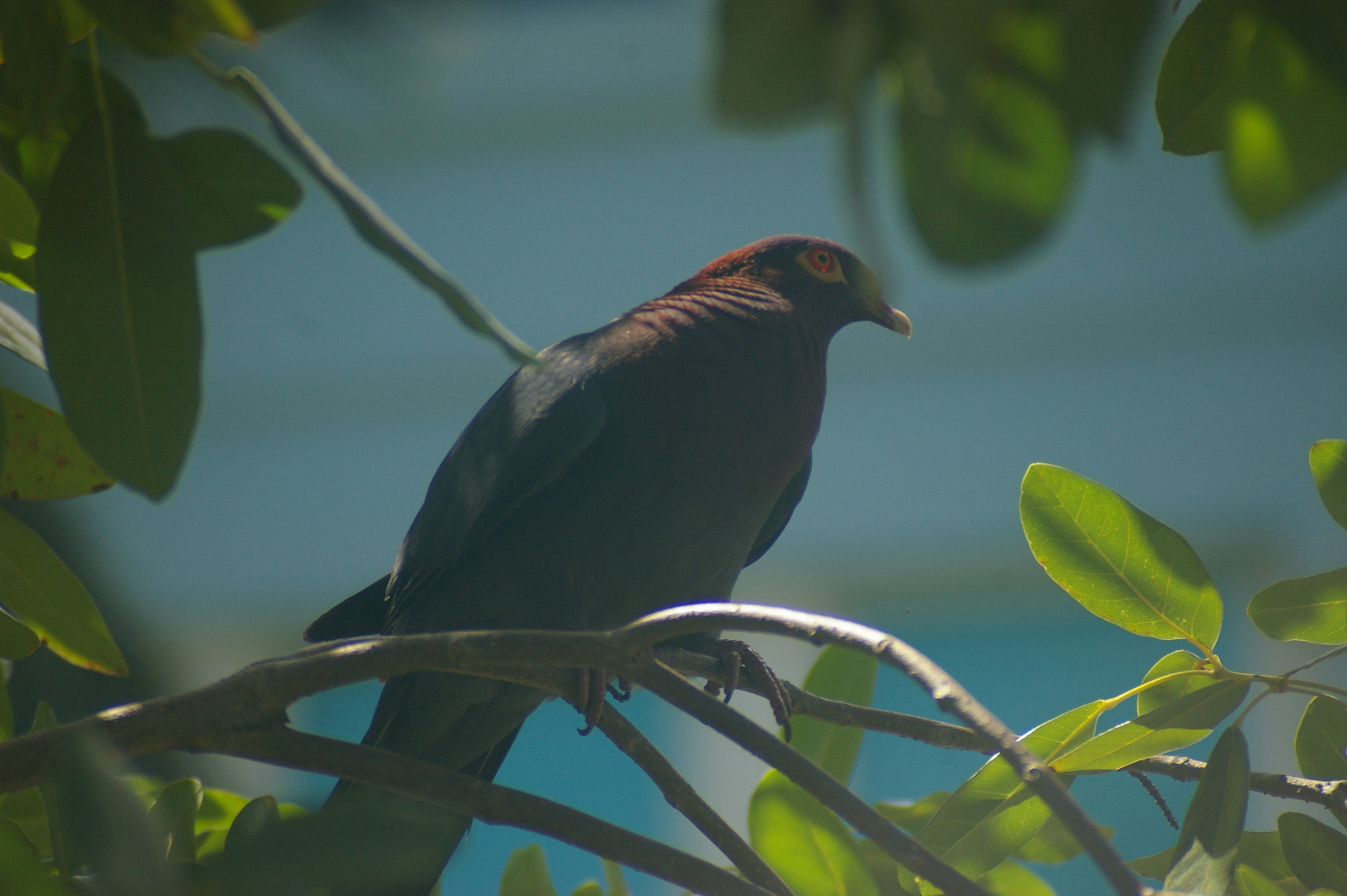 Scaly-naped Pigeon (Patagioenas squamosa), photo 10