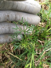 Cyclospermum